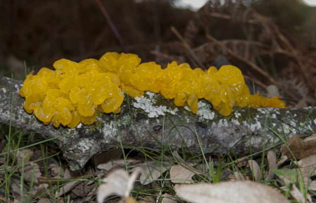 Tremella mesenterica